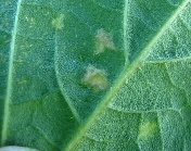 べと病の病徴12