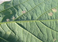 べと病の病徴13