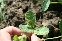 べと病の病徴14