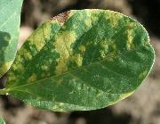 べと病の病徴15