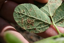 べと病の病徴16