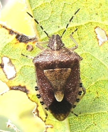 ブチヒゲカメムシ形態1