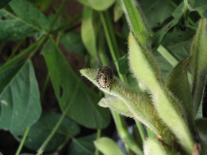 ブチヒゲカメムシ形態3