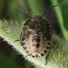 ブチヒゲカメムシ