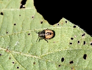 ブチヒゲカメムシ形態4