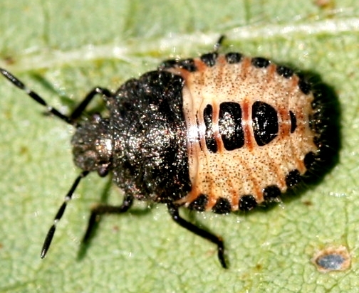 ブチヒゲカメムシ形態5