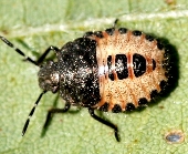 ブチヒゲカメムシ形態5