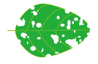 葉に穴の開いた図