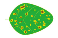 葉に斑点のある図