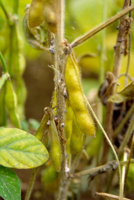 ダイズ菌核病 病徴1