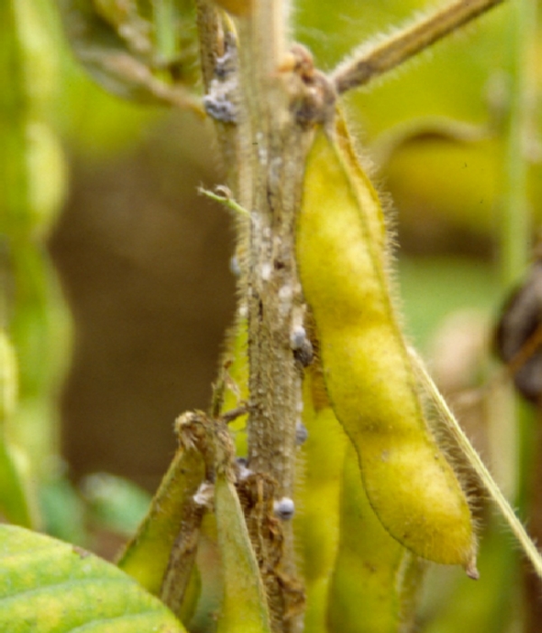 ダイズ菌核病 病徴1
