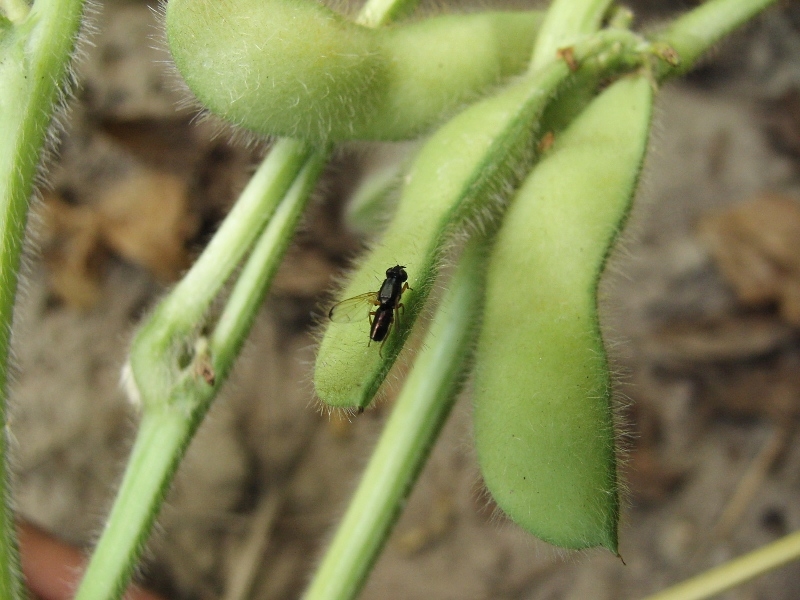 ダイズコンリュウバエ