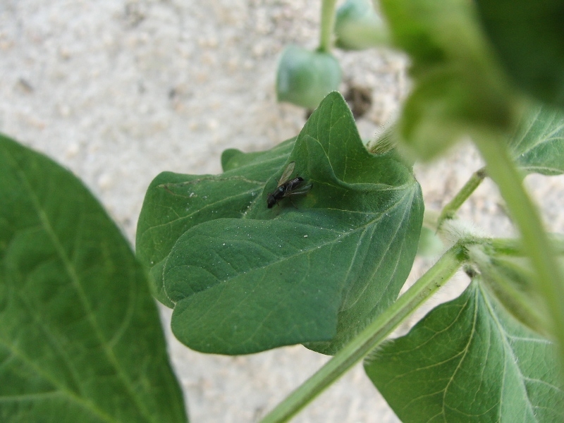 ダイズコンリュウバエ