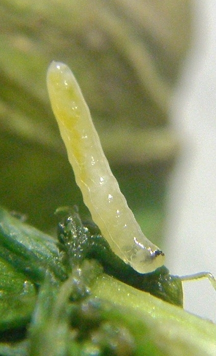 ダイズクキモグリバエ