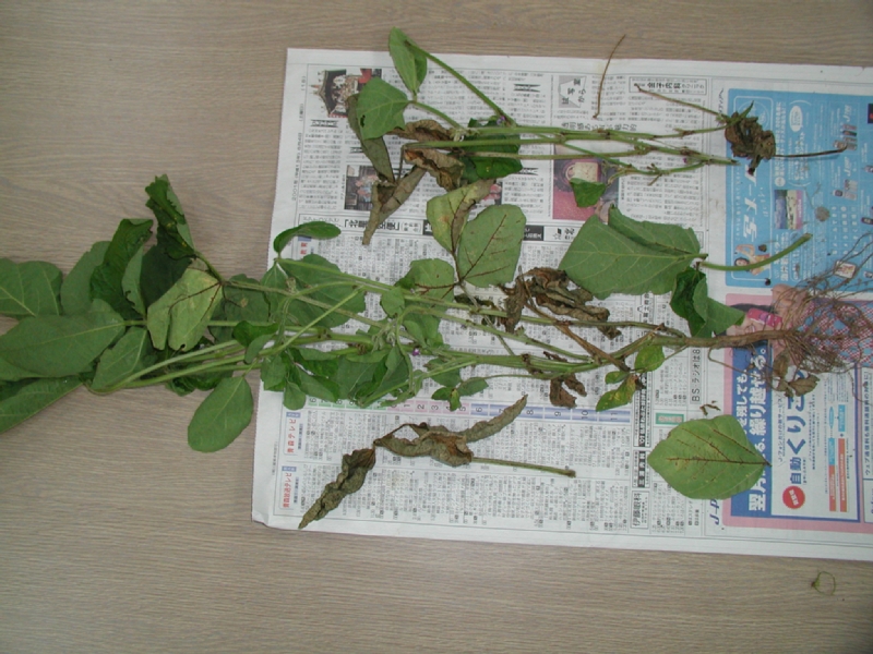 ダイズクキタマバエ被害3