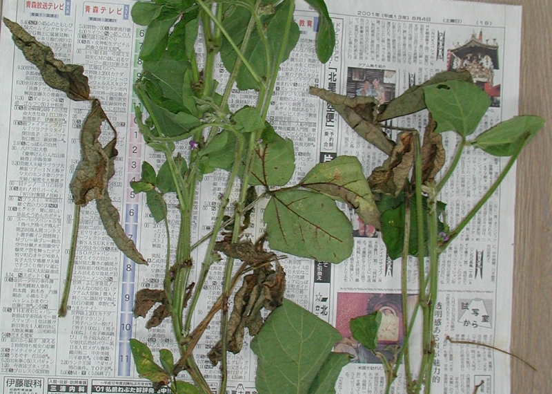 ダイズクキタマバエ被害4