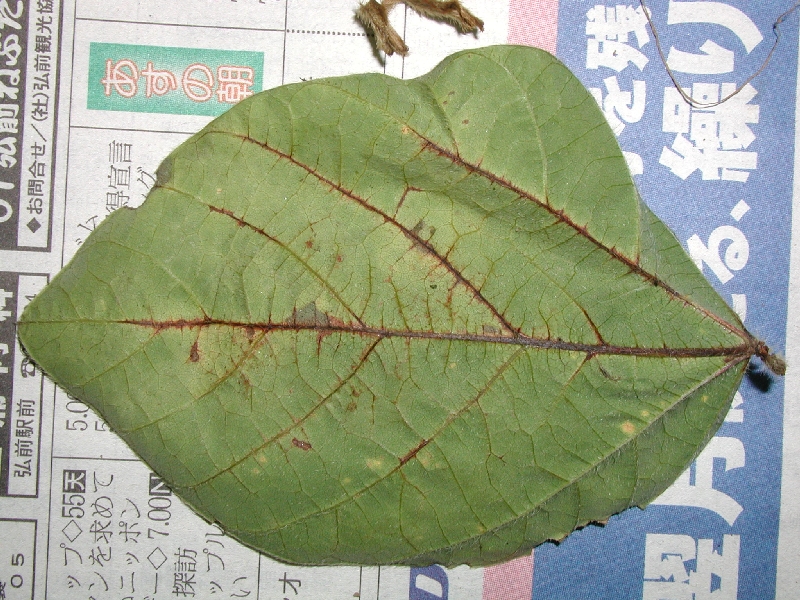 ダイズクキタマバエ被害5