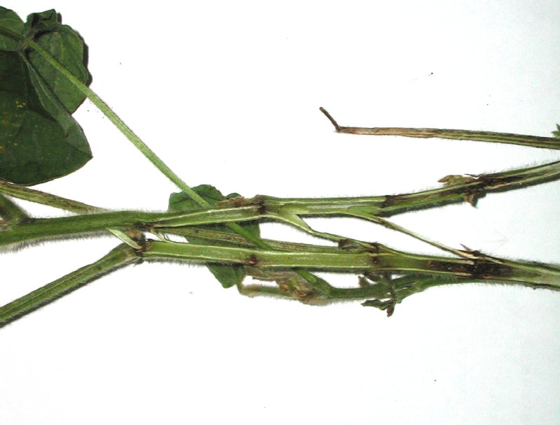 ダイズクキタマバエ被害6