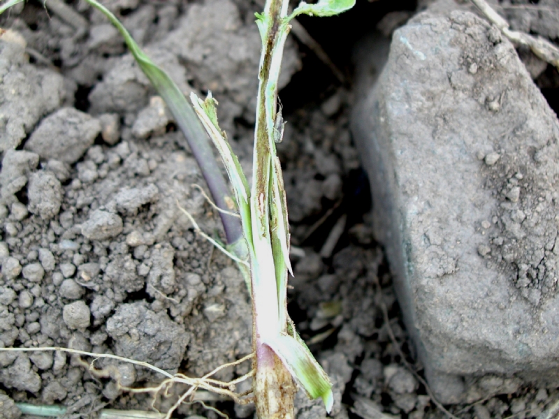 ダイズクキタマバエ被害2
