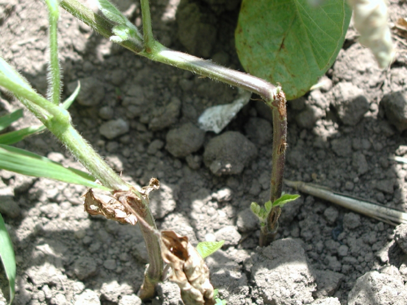 ダイズクキタマバエ被害1