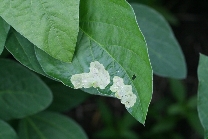 ダイズクロハモグリバエ被害1