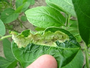 ダイズクロハモグリバエ被害2