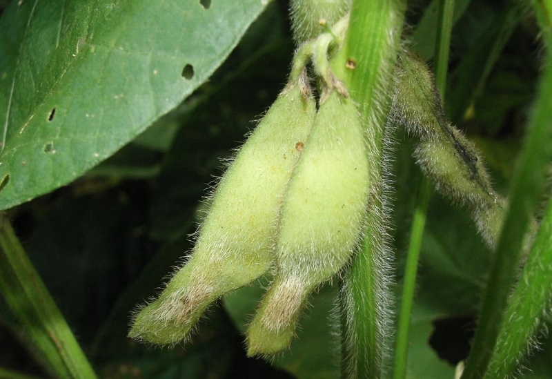 ダイズサヤタマバエ被害1