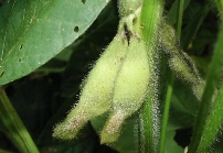 ダイズサヤタマバエ被害1