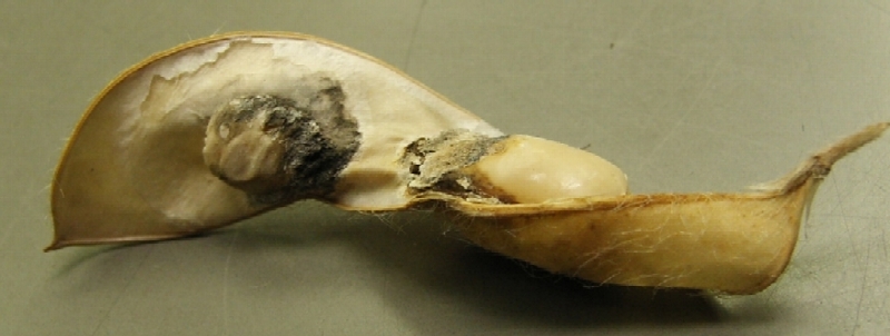 ダイズサヤタマバエ被害3