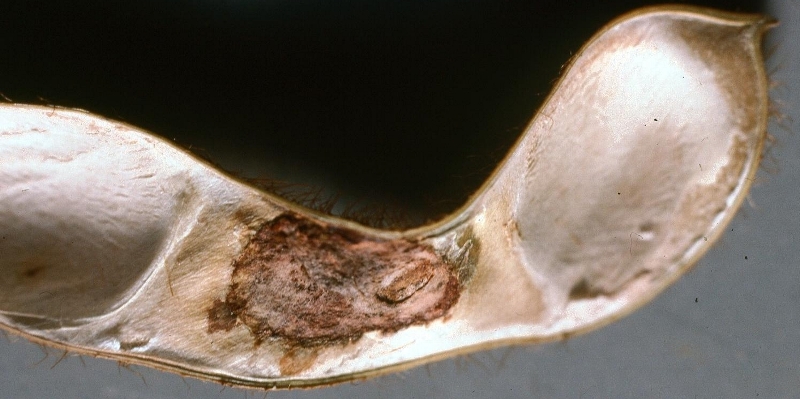 ダイズサヤタマバエ被害4