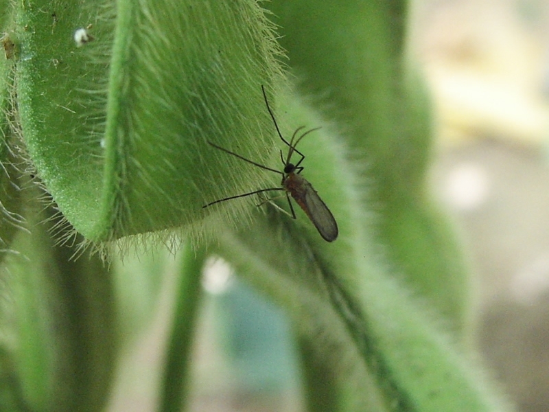 ダイズサヤタマバエ形態1