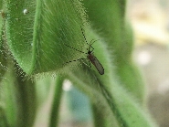 ダイズサヤタマバエ形態1