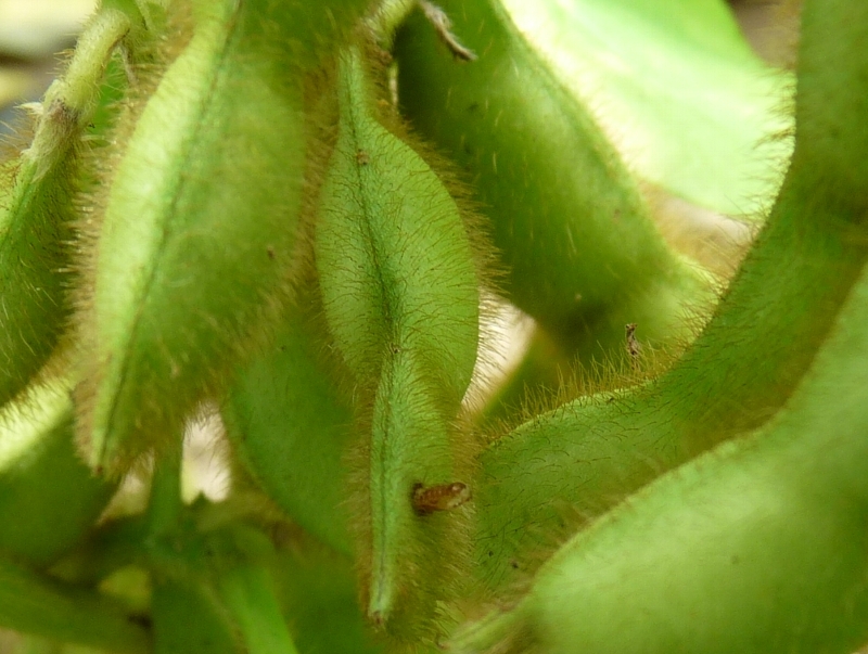 ダイズサヤタマバエ形態2