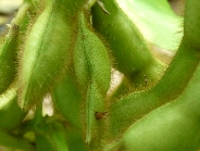 ダイズサヤタマバエ形態2