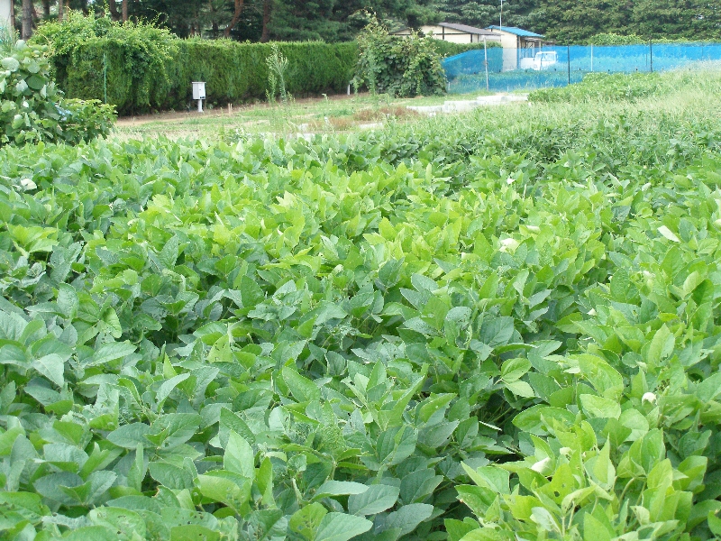 ダイズシストセンチュウ被害1