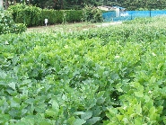 ダイズシストセンチュウ被害1