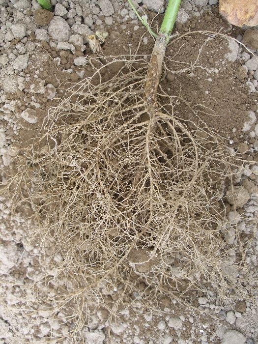 ダイズシストセンチュウ形態1