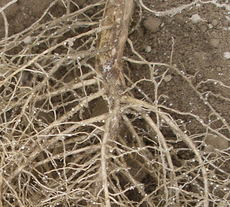 ダイズシストセンチュウ形態2