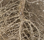 ダイズシストセンチュウ形態2