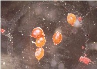 ダイズシストセンチュウ形態3