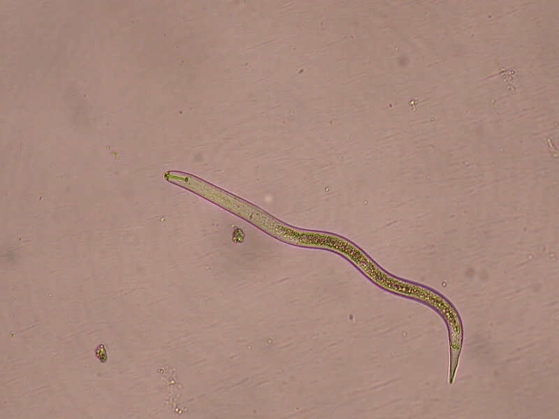 ダイズシストセンチュウ形態6