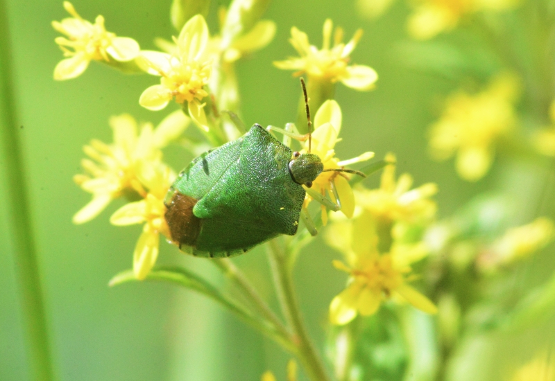 エゾアオカメムシの形態1
