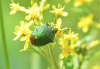 エゾアオカメムシの形態1