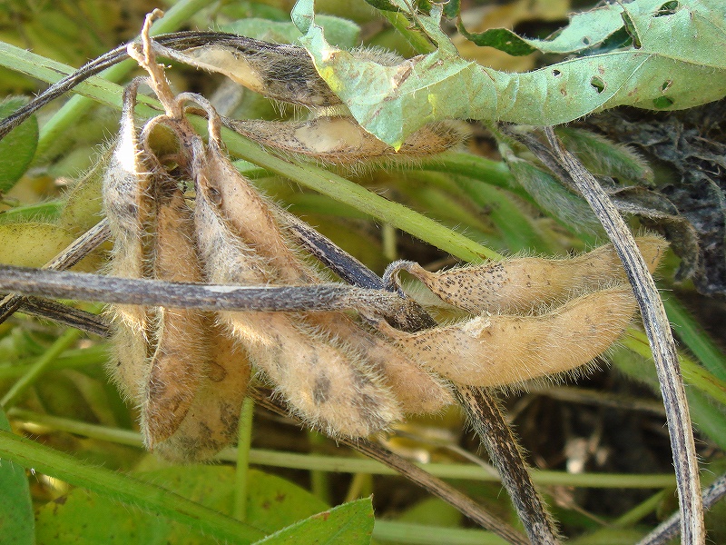 フォモプシス腐敗病 病徴