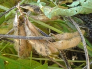 フォモプシス腐敗1