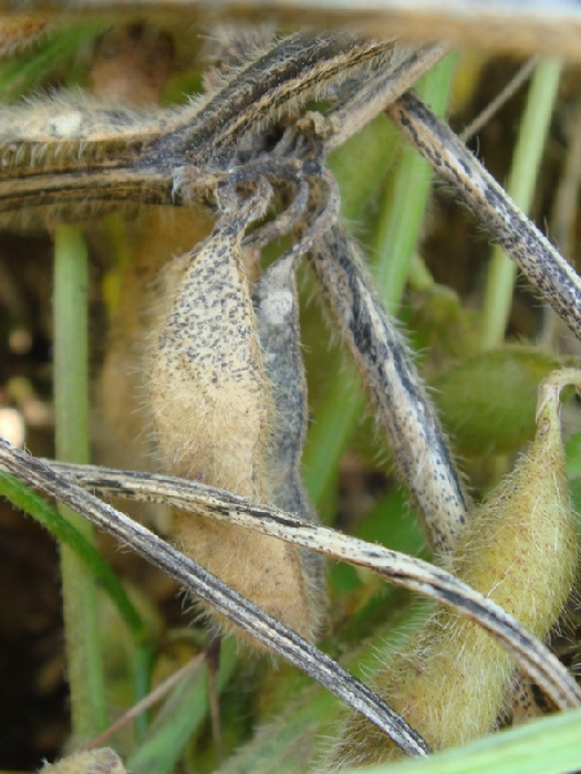 フォモプシス腐敗病 病徴