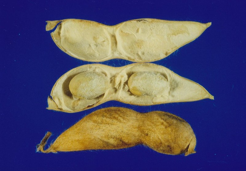 フォモプシス腐敗病 病徴