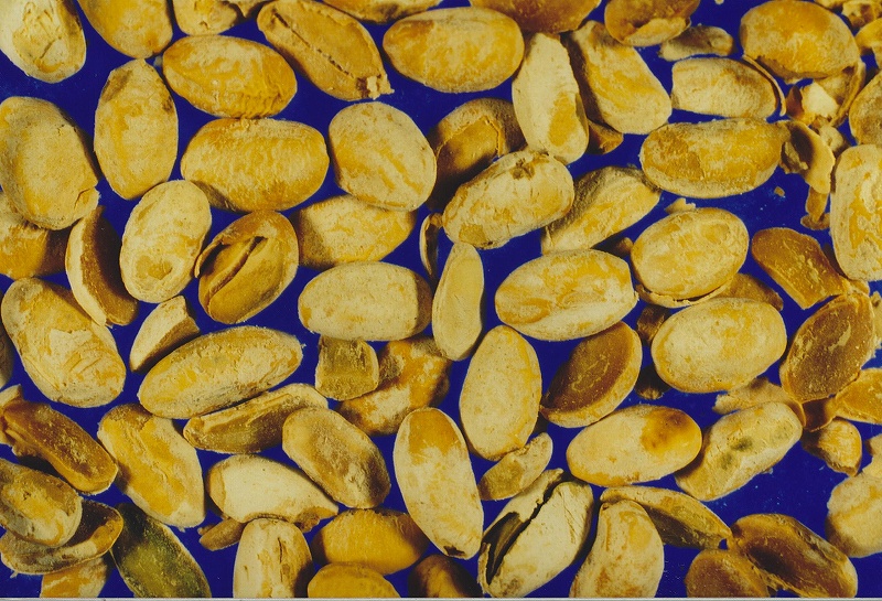 フォモプシス腐敗病 病徴