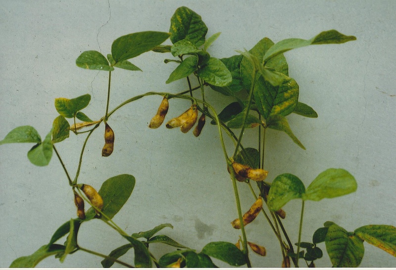 フォモプシス腐敗病 病徴