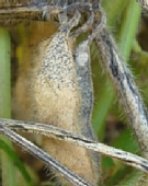 フォモプシス腐敗